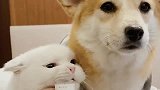 给狗子用猫薄荷水洗澡, 猫咪很上头, 舔狗, 上线