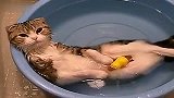 [搞笑]愛熱浴的貓