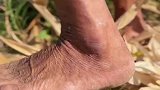 高温下老人赤脚收玉米，哪怕今年玉米收成不好，还是要把玉米都收回去