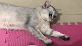 猫咪：喊我干啥？喊了又不给小鱼干