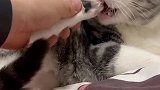 我发现小猫咪身上的每个部分，都是独立存在的，真是太可爱了