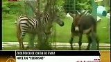 古巴动物园诞生罕见斑驴宝宝-7月8日