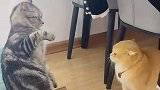 女生领养的猫咪vs原生家猫，既然来了就比划比划