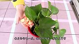 原来绿萝爱吃“苹果皮”每月喂一点，绿叶呼呼长，长成大窗帘