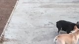 同样是斗牛犬，隔壁的小黑这么霸道，踩在我家狗子头上欺负