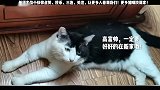 街边恶霸猫被打坠落深坑，绝育领养后秒变高富帅！