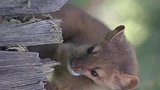 美洲貂掏鸟蛋抓灰松鼠!