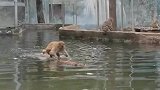 猴子乘竹筏双手划水而行，似曾相识的感觉