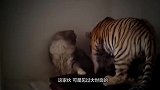 猫咪吃猫粮，不料海鸥作死抢夺，下一秒让人大跌眼镜
