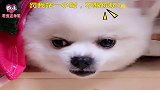 狗狗犯错被女主人训，一脸的不服不忿的表情还朝主人呲牙，太逗了