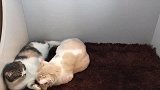 快临产的猫妈妈，靠在猫爸身上撒娇，画面十分的温馨