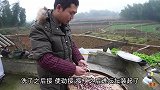 大冬天在家剁馅儿包抄手，打两个土鸡蛋感觉味道鲜多了，是错觉吗