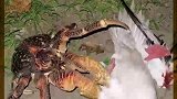椰子蟹捕食红脚鲣鸟