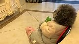 每次只要放动画片，狗狗看得非常认真，简直就成精了！