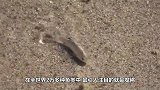 被遗忘的鱼！生活在小水塘6万年未离开，全球只剩38条！