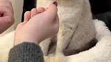 女子让猫咪猜拳，把猫咪耍得团团转