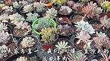 秋季温差变化大，小2楼多肉出状态了，搭配套餐美美哒