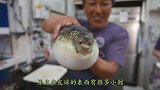 用1000℃菜刀切河豚会发生什么？一刀下去，结果意外了！