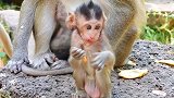 小猴子惊喜，看到小猴子可以走路和玩快乐和问它的妈妈自己玩