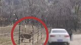 北京一女子擅自在野生动物园猛兽区下车，是血的教训还不够多吗？
