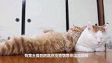 猫咪睡得正香，忽然闻见肉的香味，接下来哭笑不得