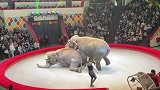 嫉妒使象疯狂！为了争宠，大象不惜拱翻同台竞演伙伴