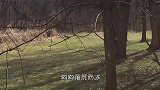 野狼闯入农场，被看守的狗狗发现，结果野狼3死1逃