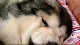 通过狗狗洛洛赖床的事，网友发现洛洛也是有脾气的