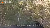 中国又一动物泛滥成灾，政府放“大招”以高额赏金鼓励人们抓捕
