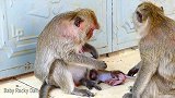 小马丁试图去别的母猴那里讨点奶喝，遭到无情暴打，直接崩溃！