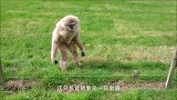 都说刺猬碰不得，这浣熊偏不听，结果就后悔了吧