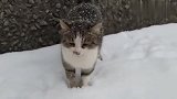冰天雪地流浪猫冻得发抖，路人一个举动让人感动