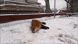 摄影师拍摄到在雪地中玩耍的狐狸，快乐得像一只二哈