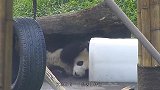 世界上最特殊的大熊猫，现存仅一只，是国宝中的国宝