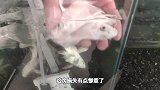 新租鱼房停电17小时，所有设备全部罢工，检查一圈发现损失惨重