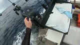 海钓船连上怪物“马鞭鱼”，引来大信天翁围观，翼展有3米！