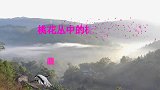 漂亮的桃花开了，鸟语花香花丛中的伯劳鸟