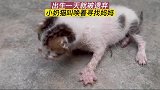 捡到一只刚出生的小奶猫，被妈妈遗弃，四处寻找妈妈