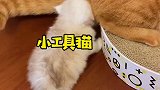 猫爸：只要娃活着就行！快乐就完事！猫咪的日常 橘猫