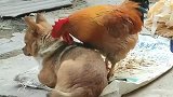 广东农村就是这么和谐，鸡可以帮狗狗抓虱子！