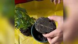乌龟“断气”被女子当肥料掩埋，2个月后意外复活！饿的一顿猛炫