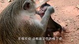 猴子犯错，不满主人教训和主人顶起嘴来，主人还制服不了猴子