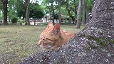 事实证明树下会长出猫咪，还是橘的