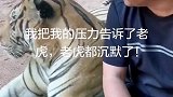老虎你别说了，我知道你不容易了！