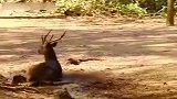 刚成年的科莫多巨蜥，试图捕食一头鹿，它能成功吗？