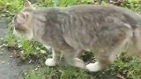 野外遇见三只流浪猫，细看半天竟然不怕人，真的是太可爱了