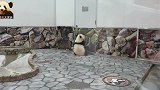 熊猫宝宝以为今天只有自己卖萌，见妈妈来了，赶紧凑上前撒娇