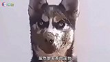 搞笑视频：家养变野生啊！厉害了我的哈！