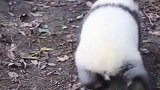 熊猫爆笑视频，你落跑的样子一点都没有了曾经的叱咤风云，哈哈笑