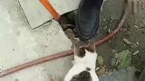 狸花猫还是让开我来吧